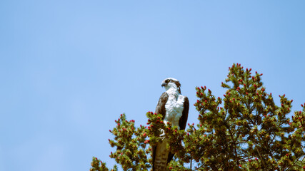 Osprey bird of prey perched over a pond