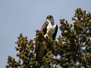 Osprey bird of prey perched over a pond