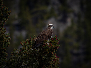 Osprey bird of prey perched over a pond