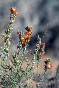 Orange flowers of Globe Mallow are widespread in the American Southwest in spring