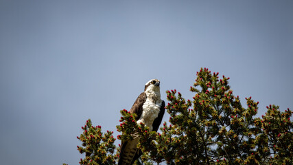 Bird of Prey.  Osprey perched in a tree high above a pond.