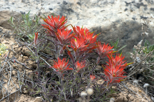 A clump of Indian Paintbrush blooms beside a rocky cliff in May in Manti-La Sal National Forest in Utah