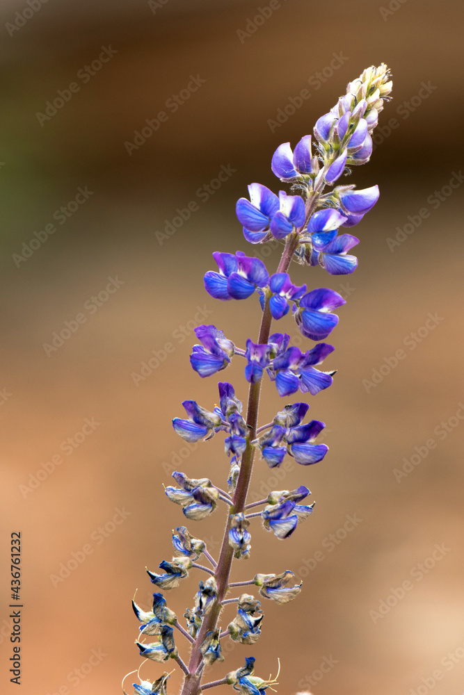 Canvas Prints Purple flowers of Wild Lupine grow beside a rocky cliff in Manti-La Sal National Forest in Utah