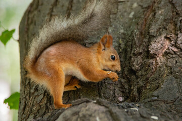 Naklejka na ściany i meble squirrel on a tree close up eating
