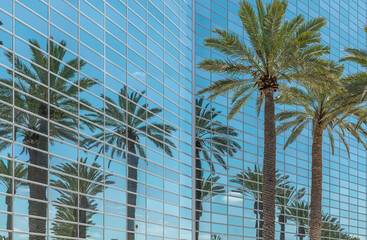 Reflection of palm trees in the mirror of Glass building - Powered by Adobe