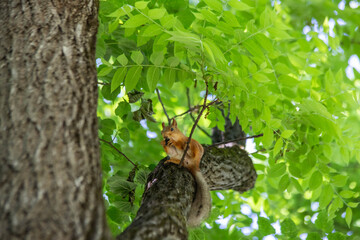 squirrel close-up in green foliage