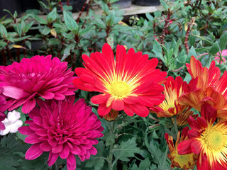 
Chrysanthemums