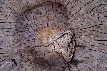 Rotting wood with cracked texture