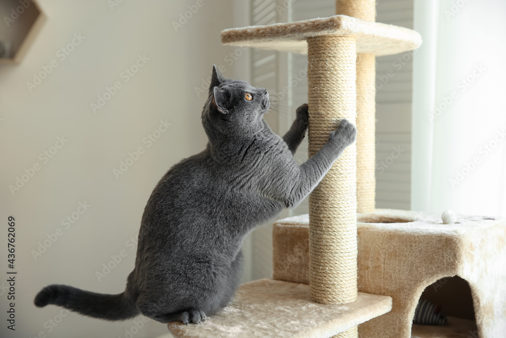 Poster Cute pet sharpening claws on cat tree at home