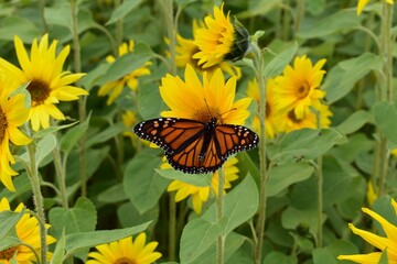monarch butterfly on yellow sunflower
