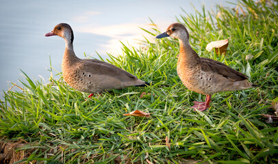 Wild duck couple on the grass floor beside the lake in selective focus.
