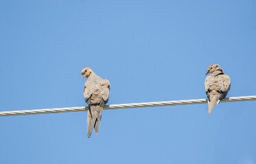 Two fluffy mourning Doves on a wire
