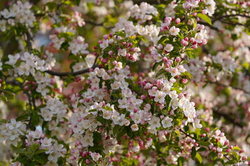 Spring blossom - Apple flowers