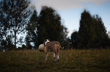 Perro pitbull corriendo en la montaña, Piedras del Tunjo ,Bogotá, Colombia.