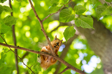 squirrel close-up in green foliage