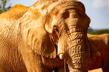african elephant in closeup details, showing skin and head details