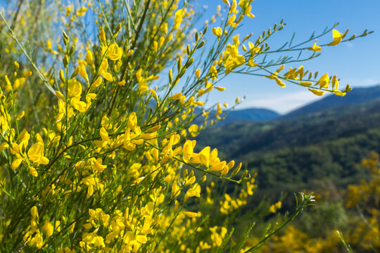 Yellow flowers of retama in the Galician mountains