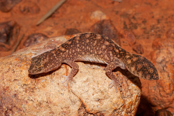 Naklejka premium Australian Fat tailed Gecko