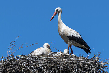 Stork with her chicks in the nest