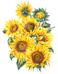 Fototapeta na wymiar Watercolor sunflowers flowers summer vintage bouquet. Natural yellow floral greeting card
