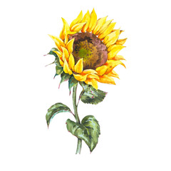 Watercolor sunflowers summer vintage flowers . Natural yellow floral greeting card