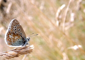 butterfly on wheat