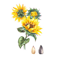 Watercolor sunflowers summer vintage flowers . Natural yellow floral greeting card