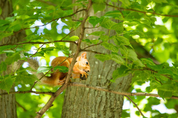 squirrel close-up in green foliage