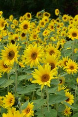 field of bright yellow sunflowers