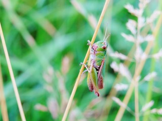 grasshopper on grass