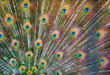 Obraz premium peacock feather close up