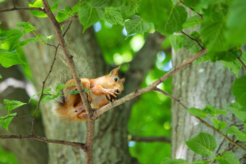 squirrel close-up in green foliage