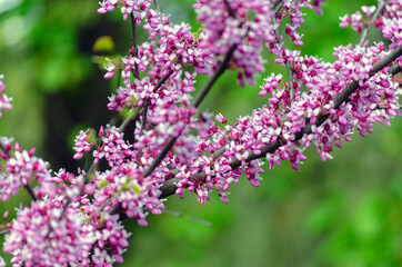 Obraz premium Scarlet - a tree with blooming purple flowers, Cercis or Judas tree