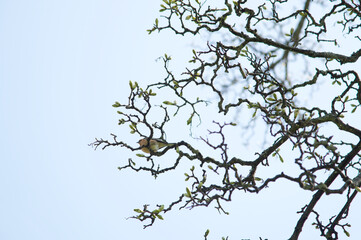 Fototapeta na wymiar Bird in the tree