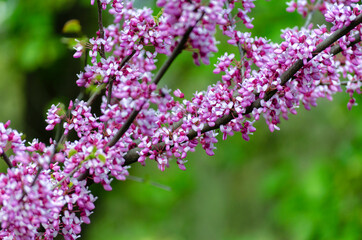 Scarlet - a tree with blooming purple flowers, Cercis or Judas tree