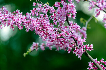 Scarlet - a tree with blooming purple flowers, Cercis or Judas tree
