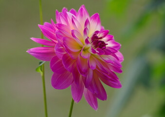 Obraz premium ダリア