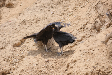 gallinazos de la huaca rajada