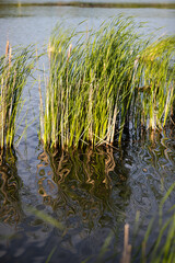 reeds in summer by the lake