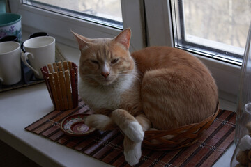 ginger cat lies on the whitr windowsill