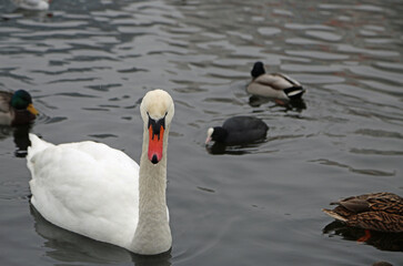 White swan and other birds