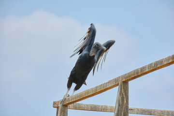gallinazos de la huaca rajada