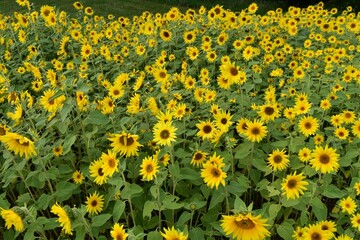 field of bright yellow sunflowers