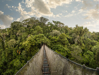 Fototapeta na wymiar Canopy in the Rainforest Jungle