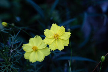 The Beautiful two yellow cosmos flower, Focus on front cosmos and blur on back
