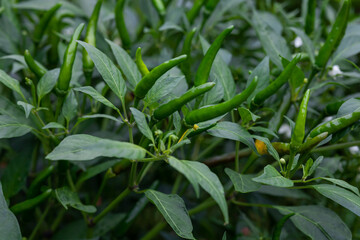Green chili peppers on plants in garden