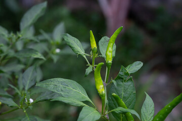 Closed up of Green chili peppers and leave on plants in garden