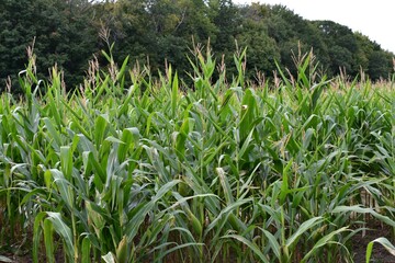 Corn field during the harvest