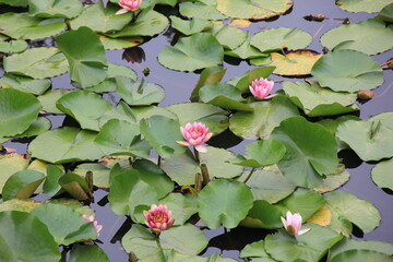 ピンク色のスイレンの花