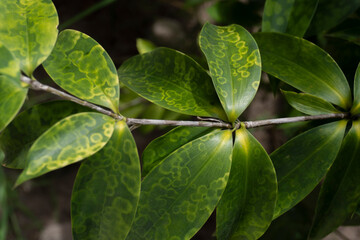 Fototapeta na wymiar Close-up of green tropical leaves